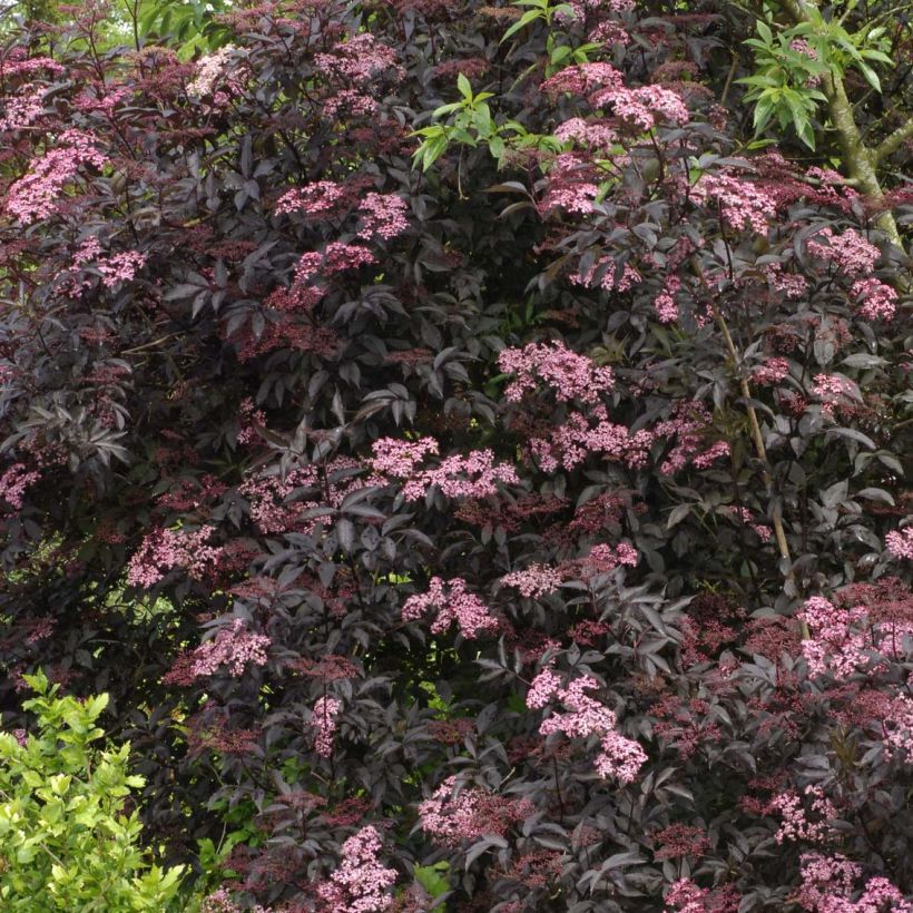 Sureau noir - Sambucus nigra Black Beauty (Gerda) (Plant habit)