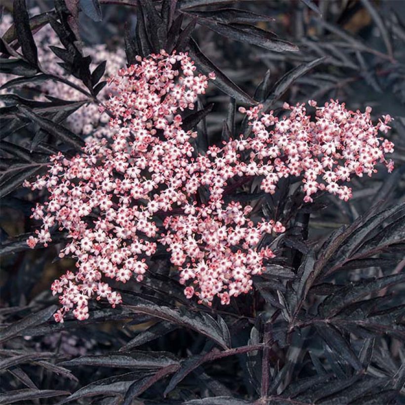 Sureau noir - Sambucus nigra Black Lace (Eva) (Floraison)