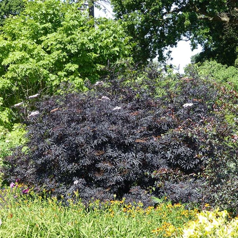 Sureau noir - Sambucus nigra Black Lace (Eva) (Port)