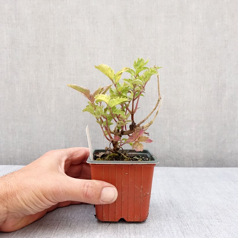 Example of Sambucus nigra Serenade - Sureau noir Godet de 8/9 cm as you get in printemps