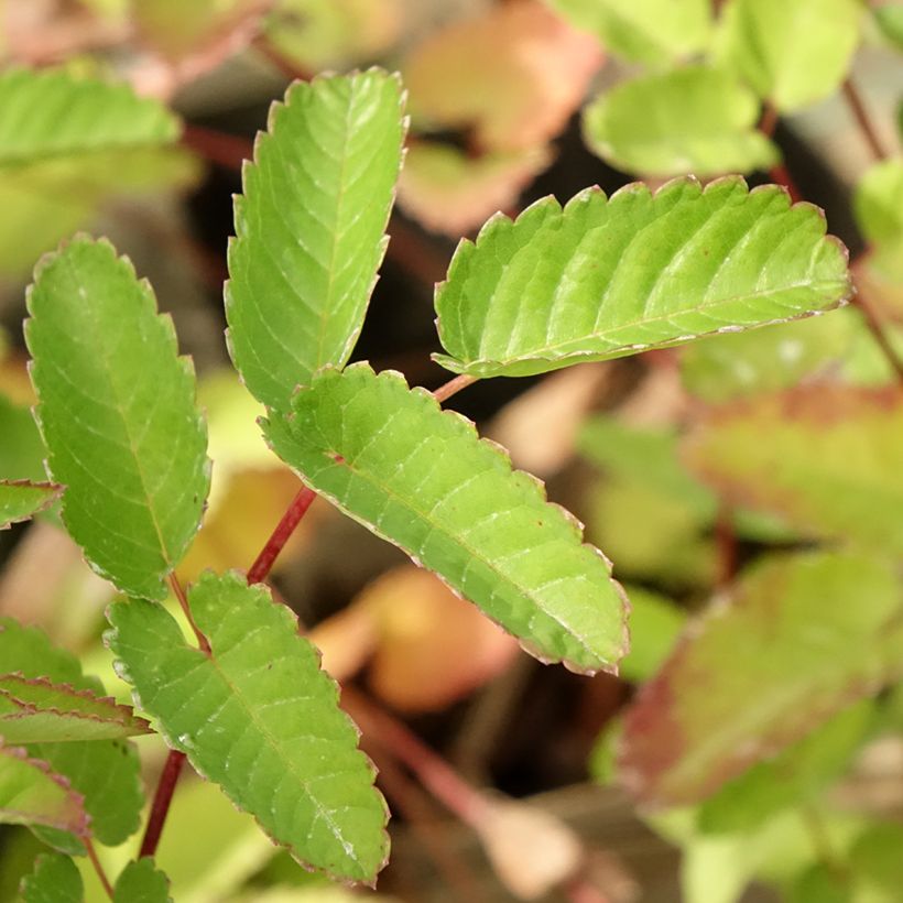 Sanguisorba hybride Pink Brushes - Pimprenelle (Foliage)