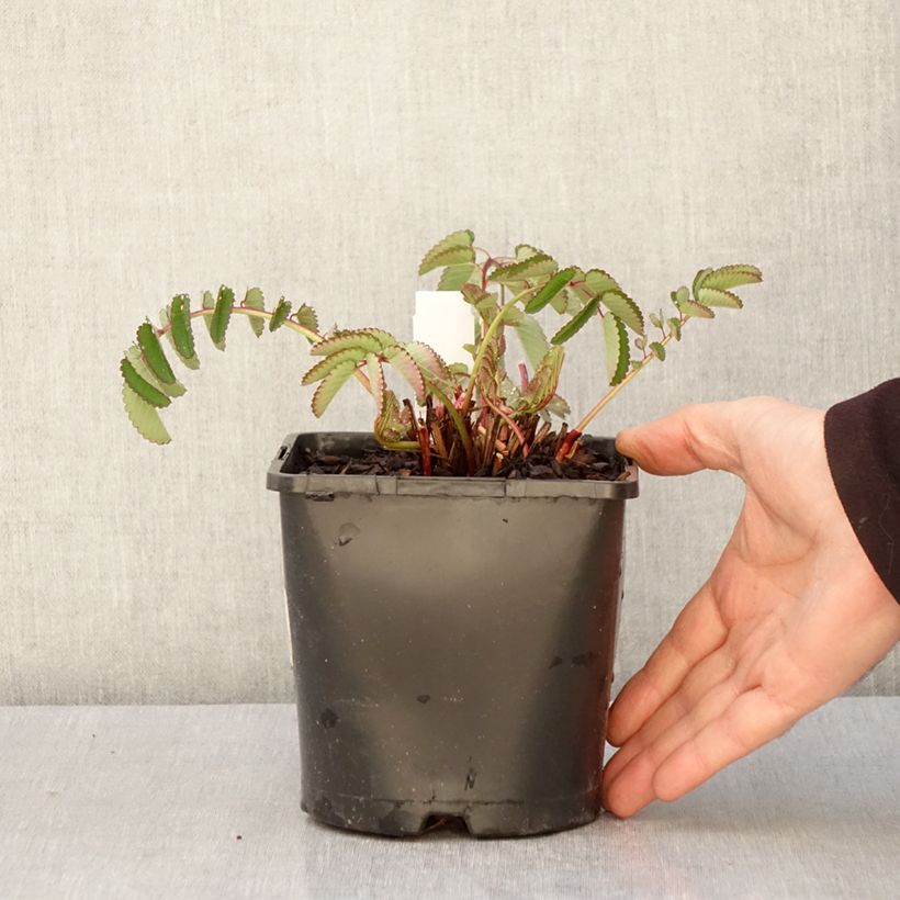 Example of Sanguisorba hybride Pink Brushes - Pimprenelle Pot de 2L/3L as you get in printemps