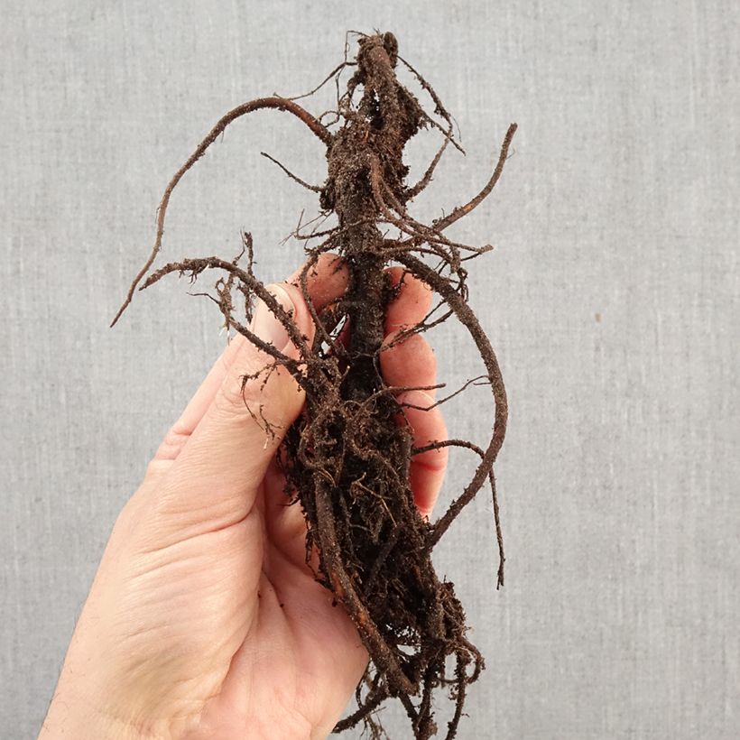 Spécimen de Sanguisorba menziesii - Sanguisorbe rouge Racines nues tel que livré en hiver