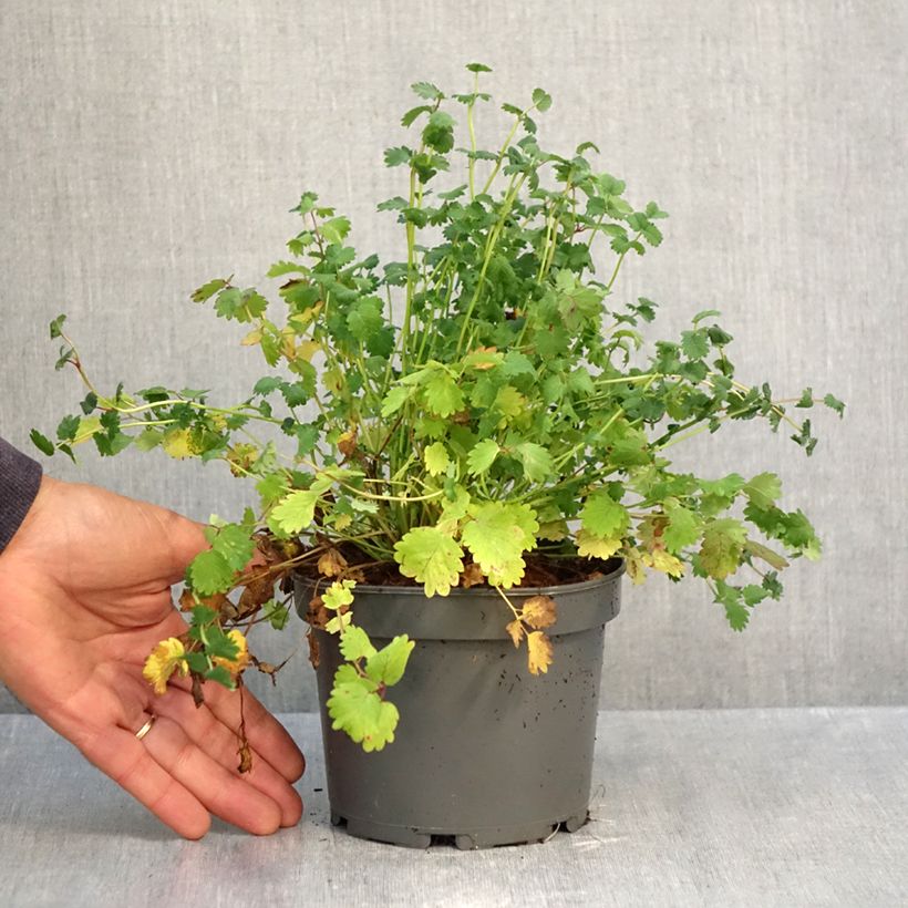 Spécimen de Sanguisorba minor - Petite Pimprenelle Pot de 1,5L/2L tel que livré en automne