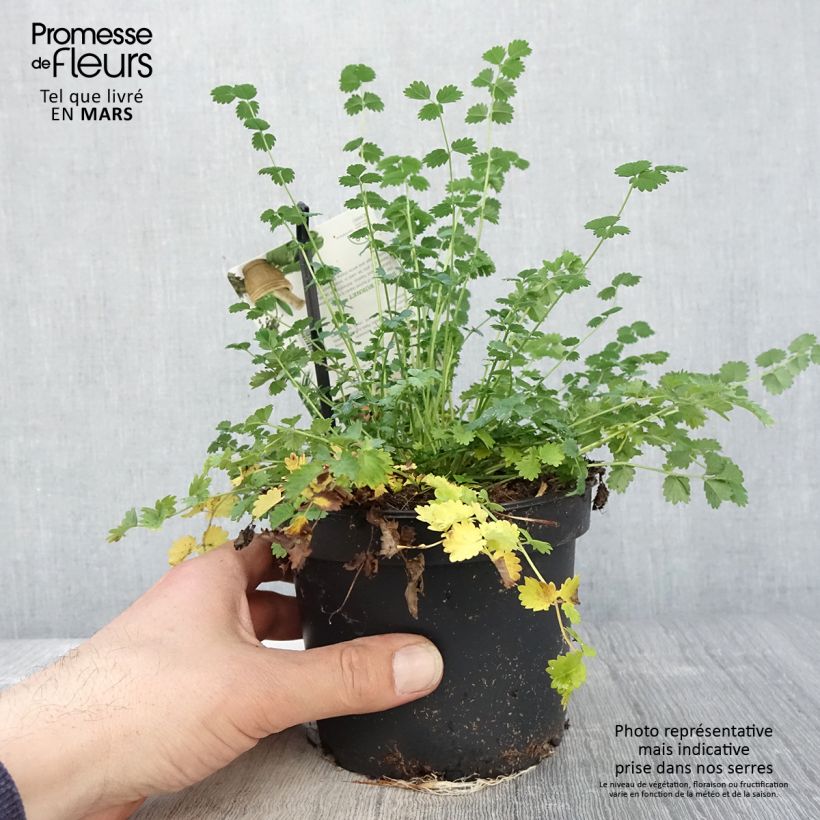 Example of Sanguisorba minor - Petite Pimprenelle Pot de 1,5L/2L as you get in printemps