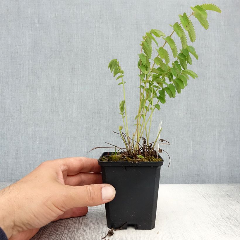 Example of Sanguisorba officinalis Arnhem - Grande pimprenelle Godet de 8/9 cm as you get in printemps