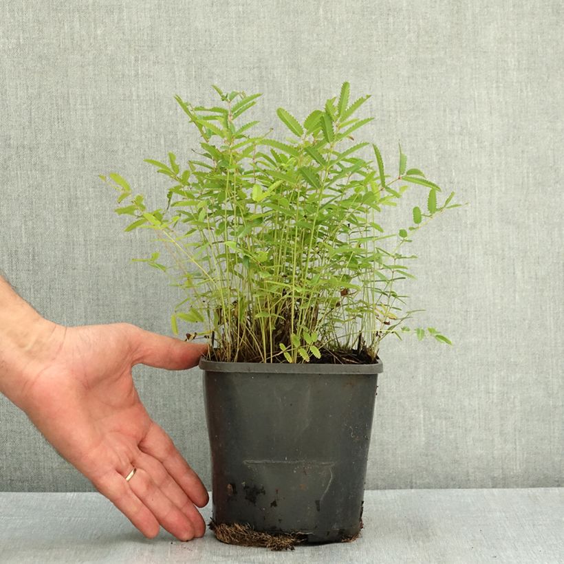 Spécimen de Sanguisorba officinalis Pink Tanna - Grande Pimprenelle Pot de 2L/3L tel que livré en été