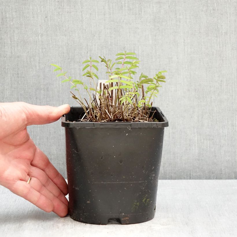 Spécimen de Sanguisorba officinalis Pink Tanna - Grande Pimprenelle Pot de 2L/3L tel que livré au printemps