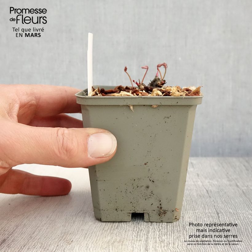 Spécimen de Sanguisorba Proud Mary - Pimprenelle Godet de 8/9 cm tel que livré au printemps