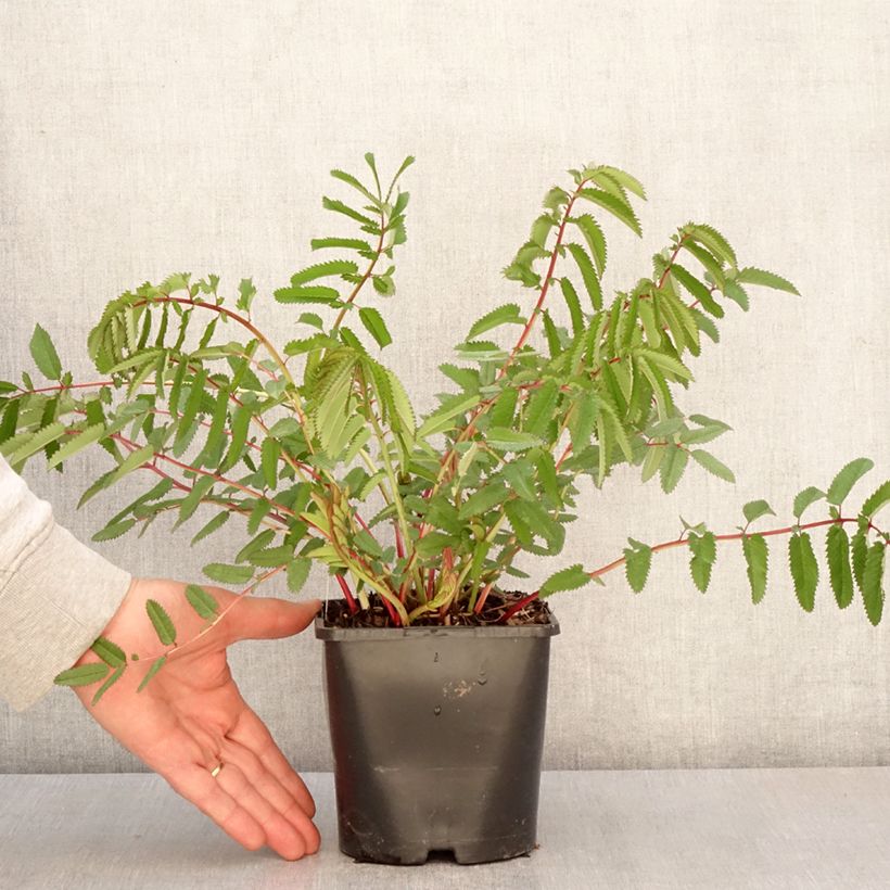 Spécimen de Sanguisorba White Brushes Pot de 2L/3L tel que livré au printemps