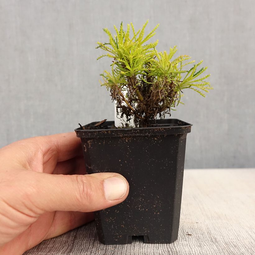 Example of Santoline Lemon Fizz Godet de 8/9 cm as you get in printemps