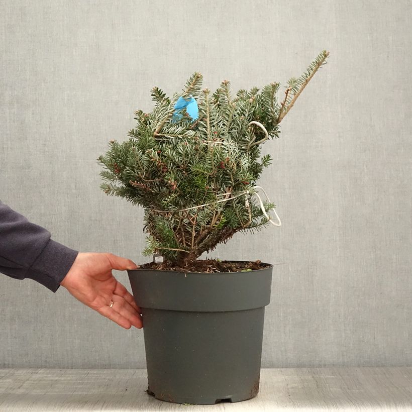 Example of Sapin de Corée nain - Abies koreana Green Carpet Pot de 3L/4L as you get in printemps