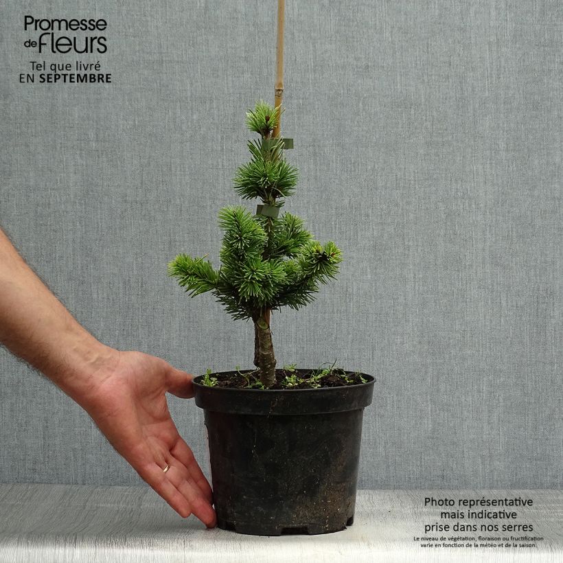 Spécimen de Sapin de Douglas - Pseudotsuga menziesii Pannenhoef   Pot de 3L/4L tel que livré en automne