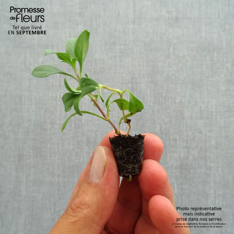 Spécimen de Saponaria ocymoides - Saponaire de Montpellier Mini-motte Ø 1,5/2,5 cm tel que livré en automne