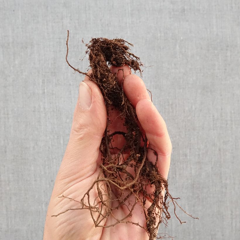 Spécimen de Saponaria ocymoides - Saponaire de Montpellier Racines nues tel que livré en hiver