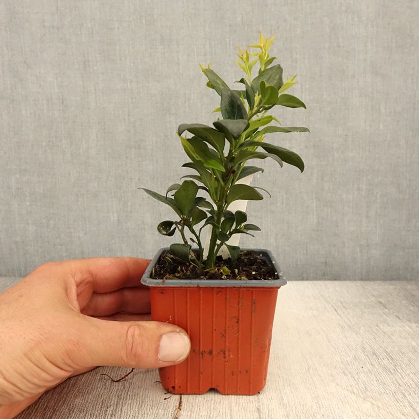 Spécimen de Sarcococca confusa Godet de 8/9 cm tel que livré au printemps