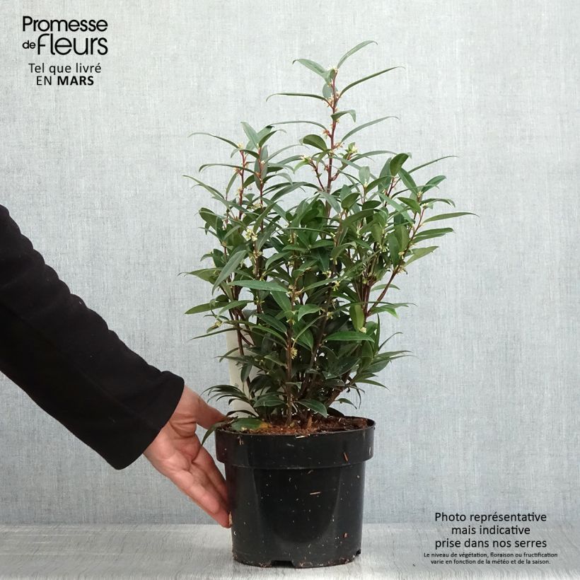 Spécimen de Sarcococca hookeriana Purple Gem Pot de 3L/4L tel que livré au printemps