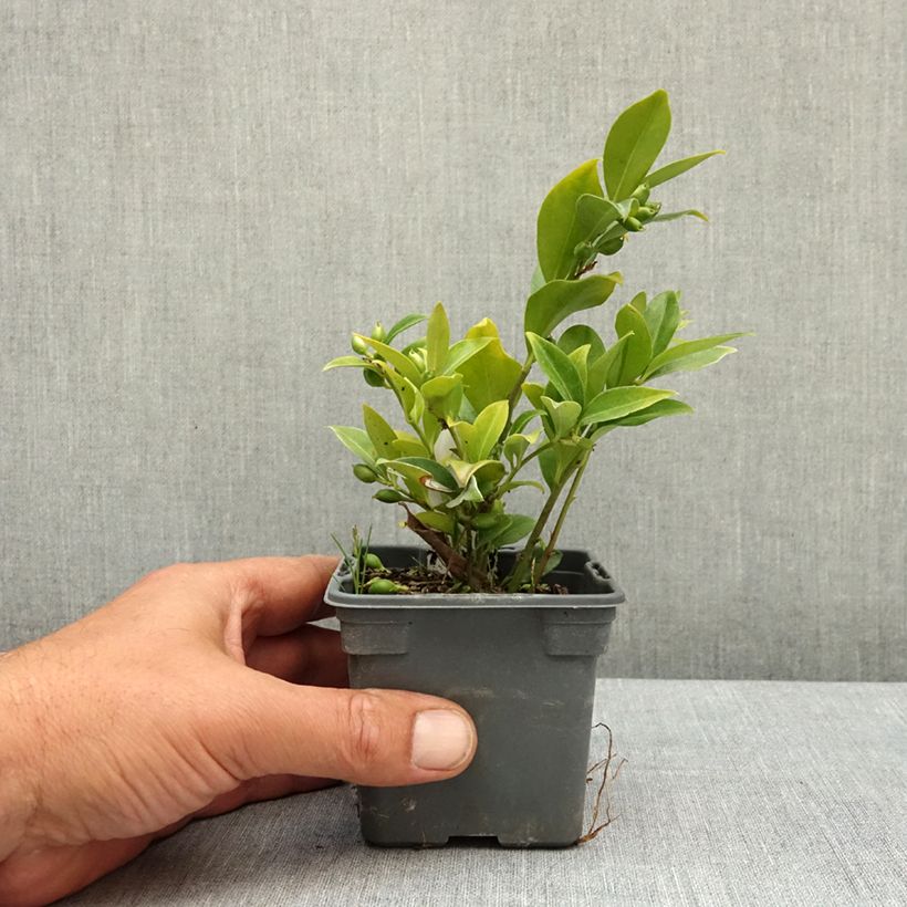 Spécimen de Sarcococca ruscifolia - Sarcocoque à feuilles de Ruscus Godet de 8/9 cm tel que livré au printemps