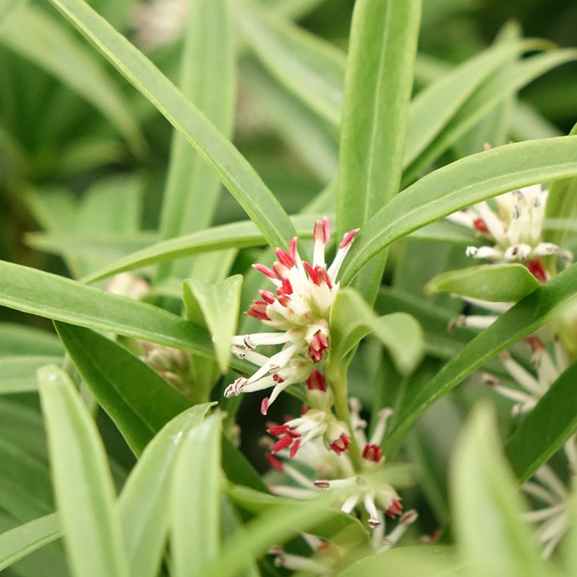 Sarcococca saligna - Sarcocoque à feuilles de saule (Floraison)