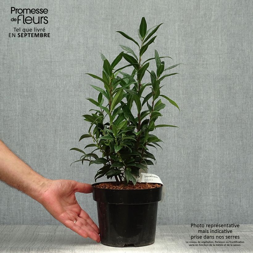 Spécimen de Sarcococca Winter Gem Pot de 2L/3L tel que livré en automne