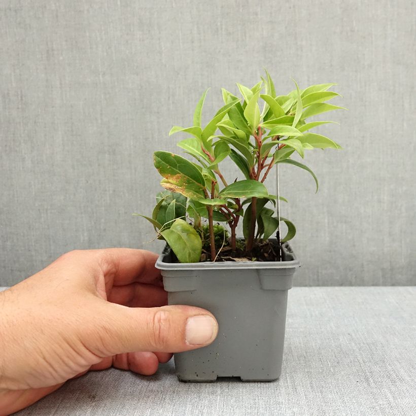 Spécimen de Sarcococca Winter Gem Godet de 8/9 cm tel que livré au printemps