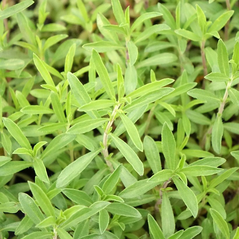 Sarriette vivace en plant BIO (Feuillage)