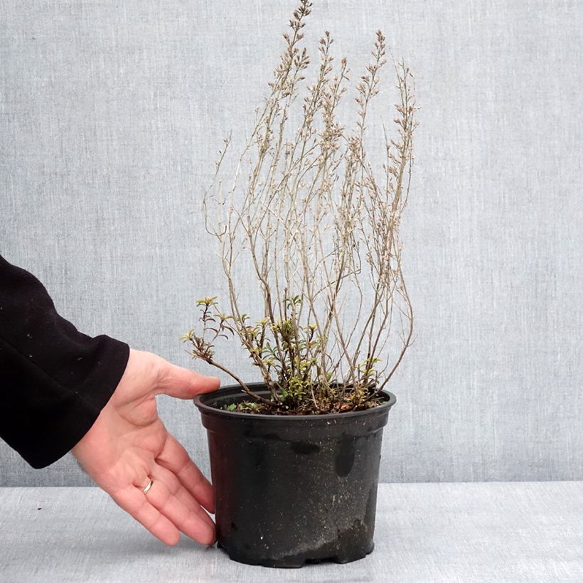 Spécimen de Sarriette vivace - Satureja montana Pot de 2L/3L tel que livré en hiver