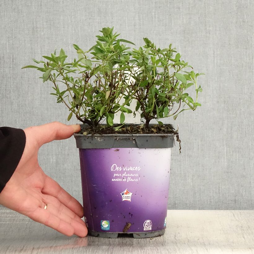 Spécimen de Sauge arbustive Amethyst Lips - Salvia greggii Pot de 2L/3L tel que livré au printemps