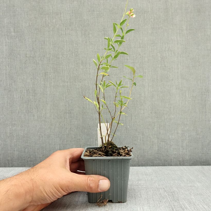 Spécimen de Sauge arbustive Belle de Loire - Salvia jamensis Godet de 8/9 cm tel que livré en été