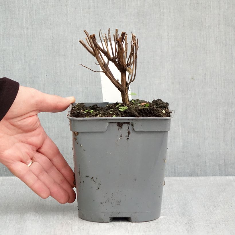 Spécimen de Sauge arbustive Flammenn ® - Salvia jamensis Pot de 2L/3L tel que livré en automne