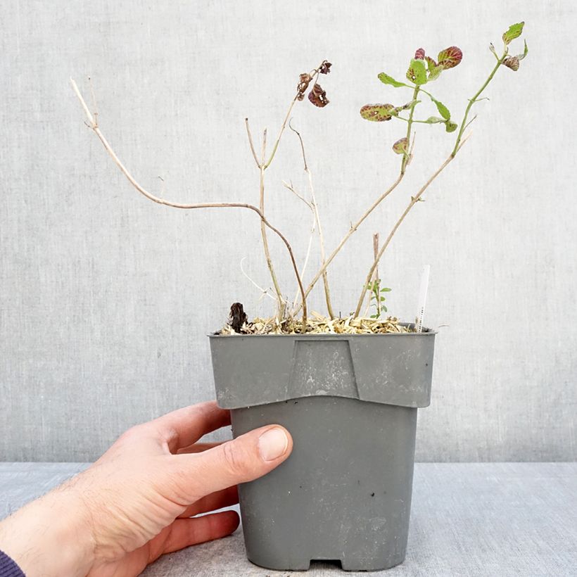 Spécimen de Sauge arbustive Gletsjer - Salvia microphylla Pot de 2L/3L tel que livré au printemps