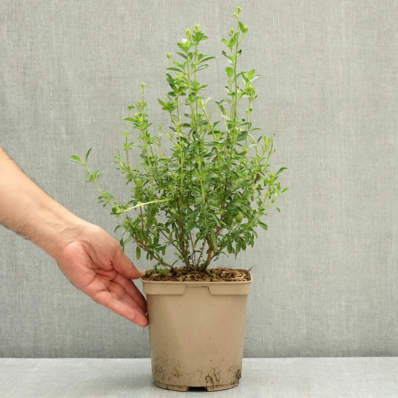 Spécimen de Sauge arbustive Lemon Light  Pot de 2L/3L tel que livré en été