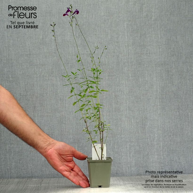 Spécimen de Sauge arbustive Nachtvlinder - Salvia microphylla Godet de 8/9 cm tel que livré en automne