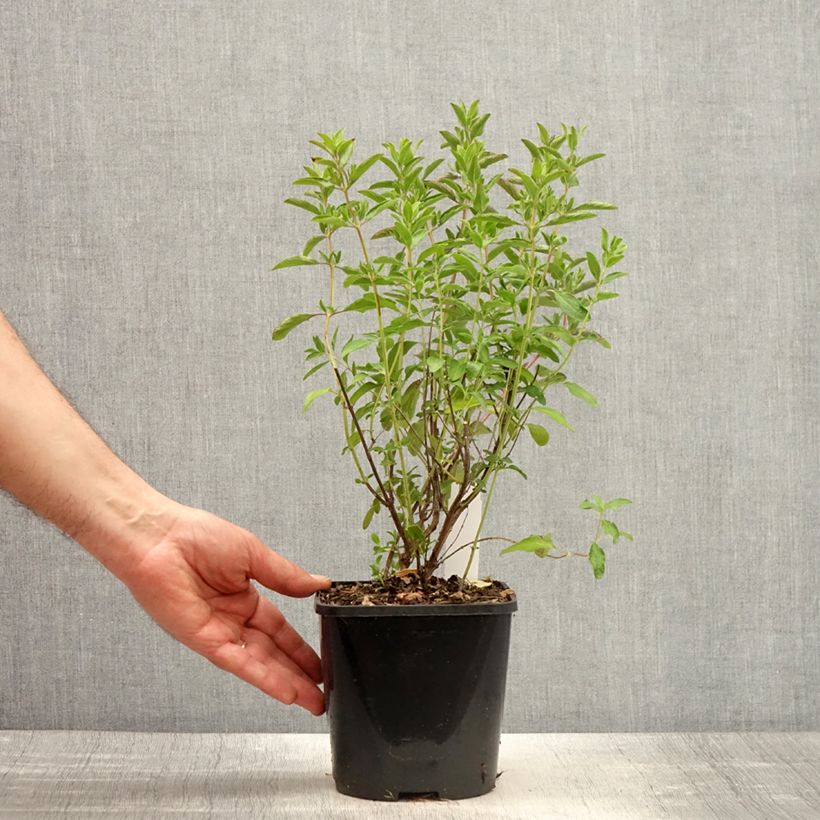 Spécimen de Sauge arbustive Nachtvlinder - Salvia microphylla Pot de 2L/3L tel que livré au printemps