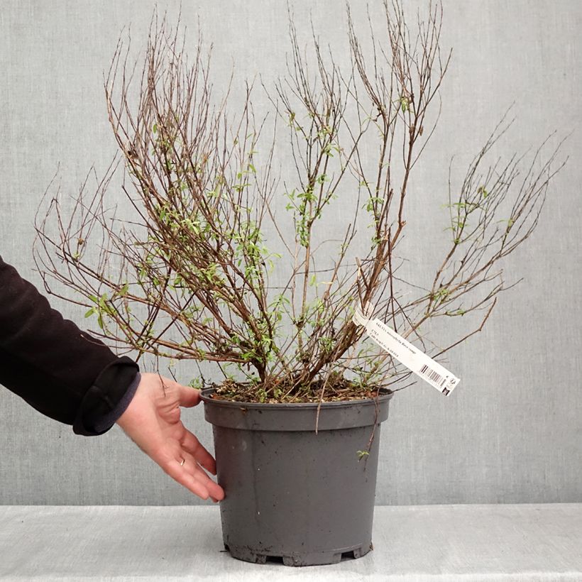 Spécimen de Sauge arbustive Reve Rouge - Salvia jamensis Pot de 4L/5L tel que livré en automne