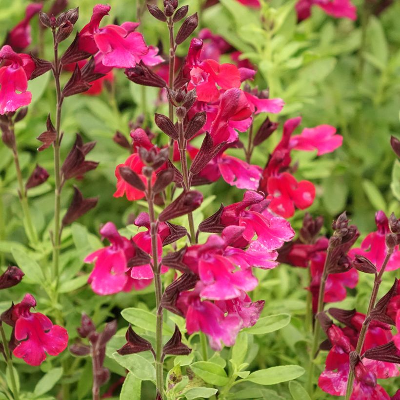 Sauge arbustive - Salvia greggii Mirage Burgundy (Flowering)