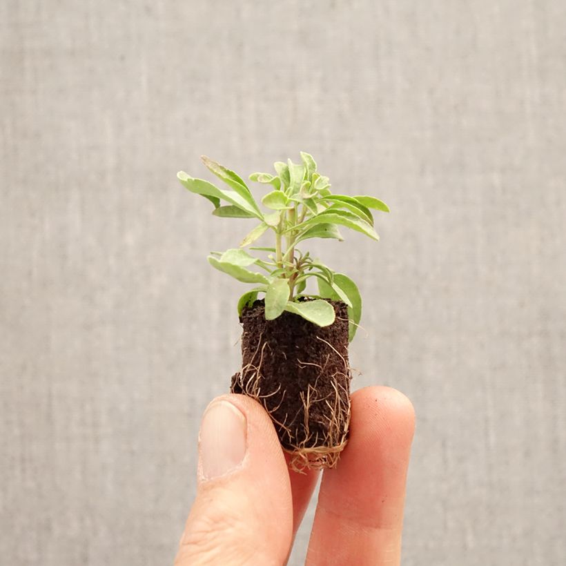 Spécimen de Sauge arbustive - Salvia greggii Mirage Burgundy Mini-motte Ø 3/4 cm tel que livré au printemps