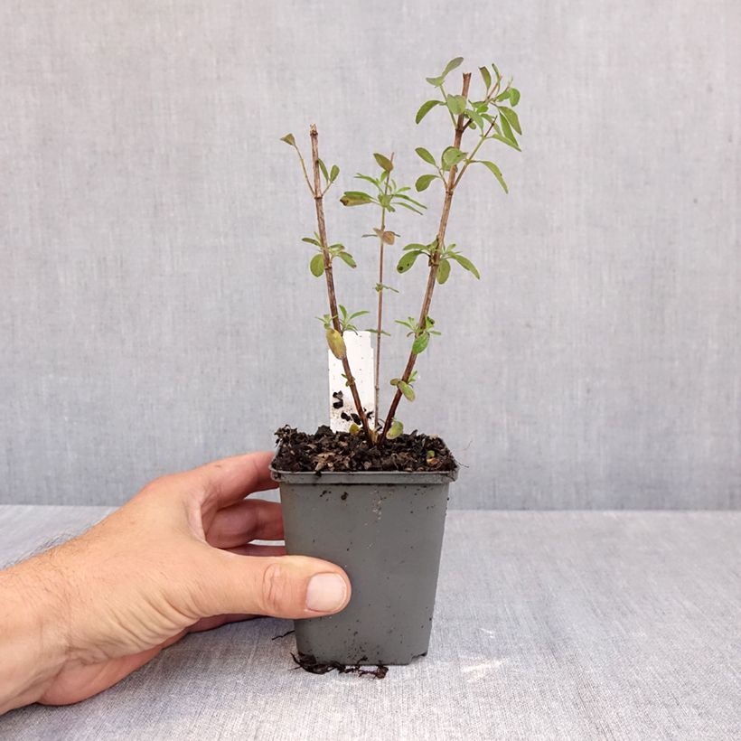 Spécimen de Sauge arbustive - Salvia greggii Mirage Violet Godet de 8/9 cm tel que livré en automne