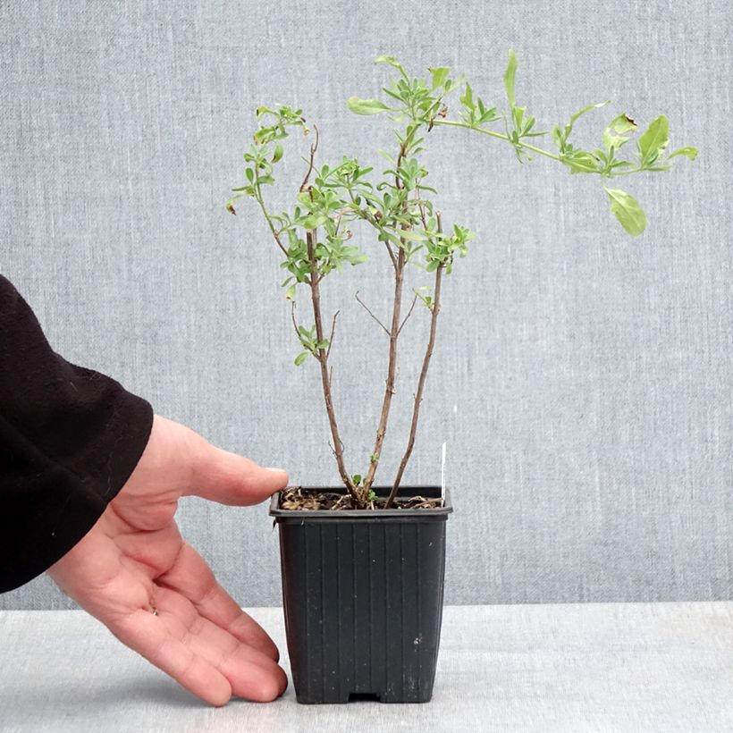 Spécimen de Sauge arbustive - Salvia greggii Sungold (Devon Cream) Godet de 8/9 cm tel que livré au printemps