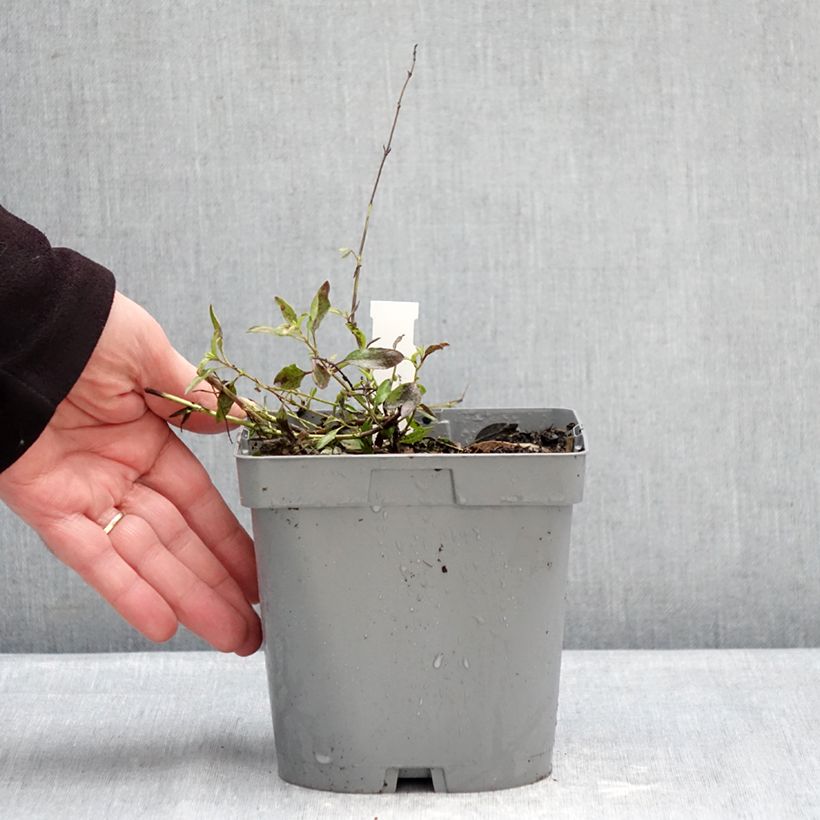 Example of Sauge arbustive - Salvia jamensis Raspberry Royal Pot de 2L/3L as you get in hiver