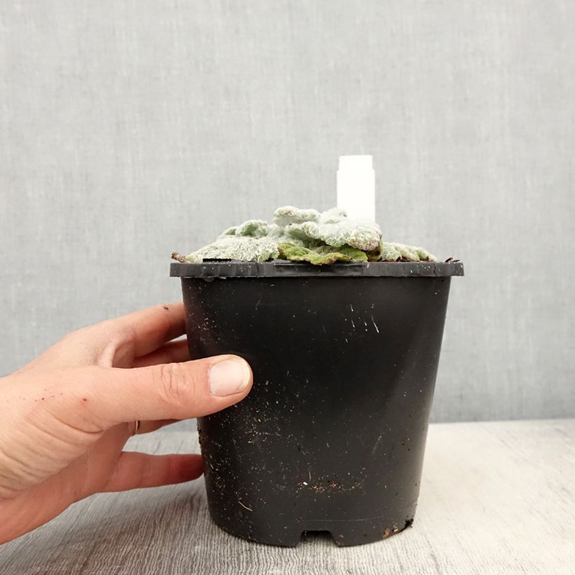 Spécimen de Sauge argentée - Salvia argentea  Pot de 1,5L/2L tel que livré au printemps