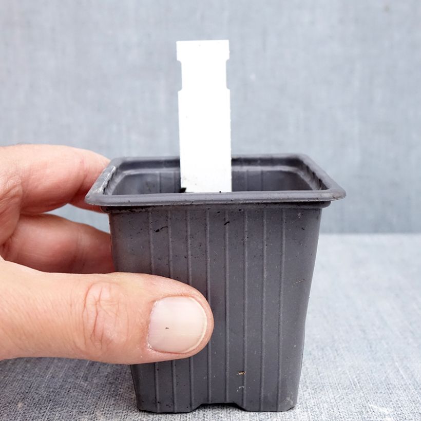 Example of Sauge blanche laineuse - Salvia candidissima Godet de 8/9 cm as you get in automne