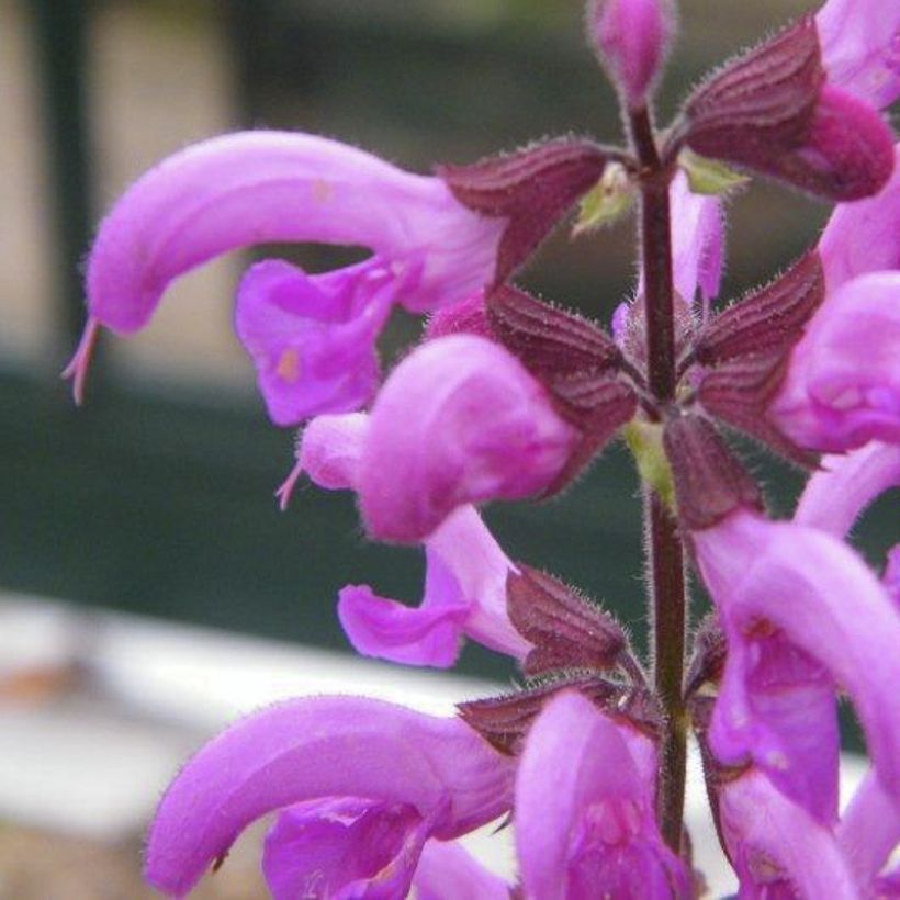 Salvia pratensis Sweet Esmeralda - Sauge des près (Floraison)