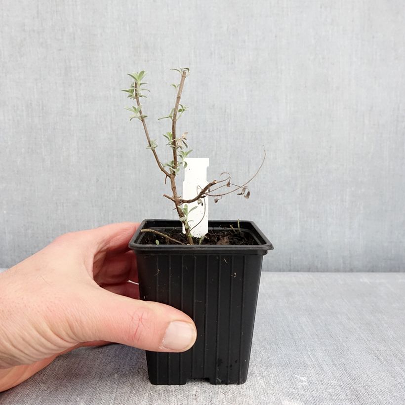 Spécimen de Sauge germandrée - Salvia chamaedryoides var. isochroma Godet de 8/9 cm tel que livré en hiver