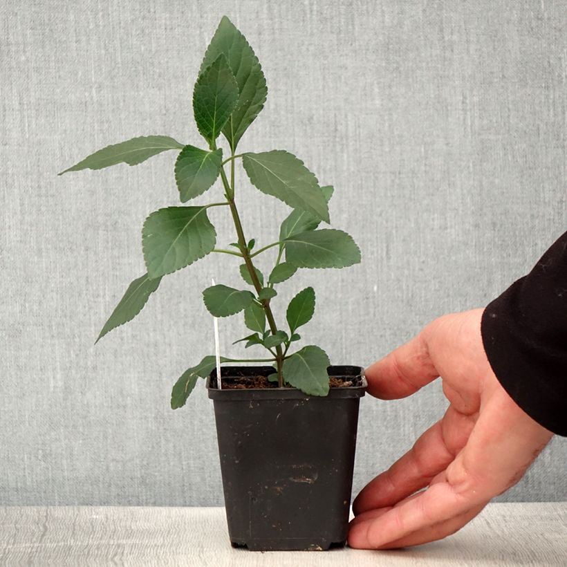 Spécimen de Sauge hybride Kisses and Wishes Godet de 8/9 cm tel que livré au printemps