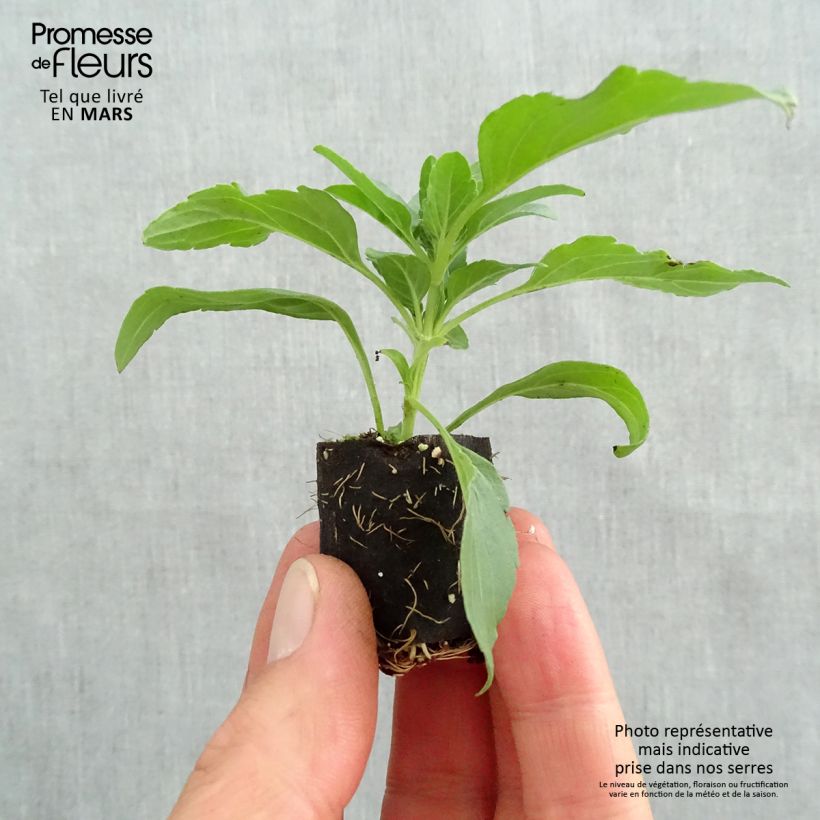 Spécimen de Sauge hybride Kisses and Wishes Mini-motte Ø 3/4 cm tel que livré au printemps