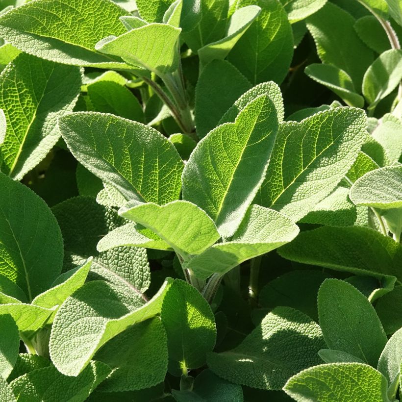 Sauge officinale Berggarten (Feuillage)