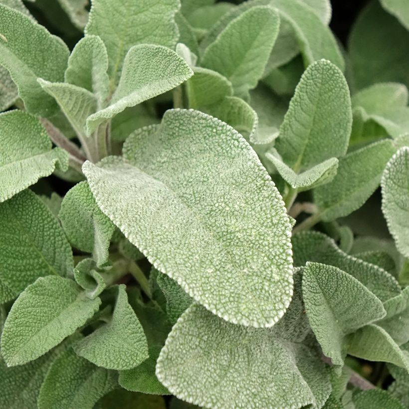 Sauge officinale Maxima - Salvia officinalis (Feuillage)