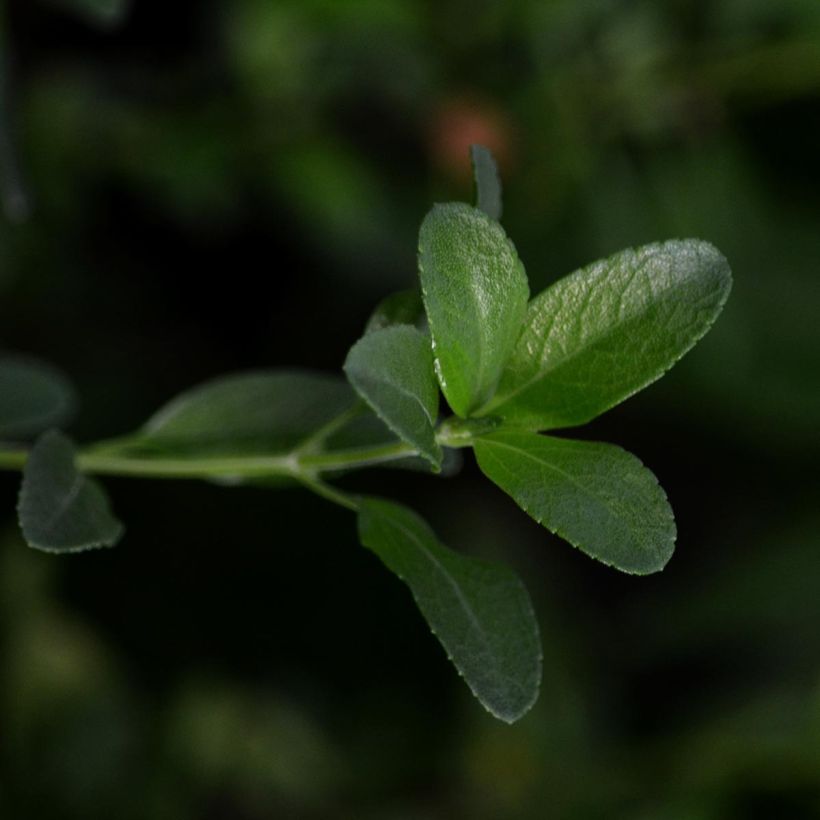 Sauge arbustive Melen - Salvia jamensis (Foliage)