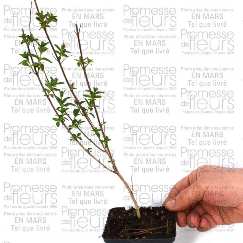 Example of Sauge - Salvia jamensis Sierra San Antonio Godet de 8/9 cm as you get